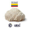 Melena de León (Hericium erinaceus) - Image 4